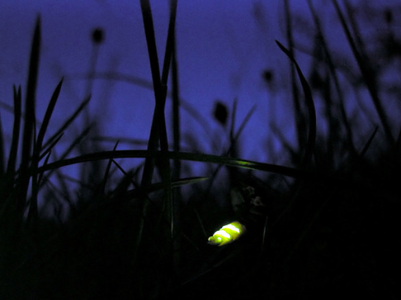 download bioluminescent glow worms download bioluminescent glow worms