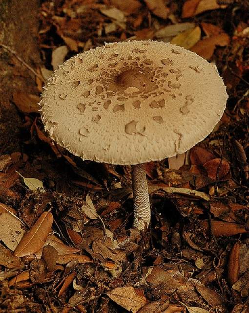 7 Greek Food Festivals to Whet Your Appetite BootsnAll Travel Articles