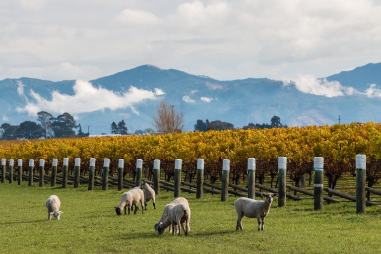 wine research new zealand