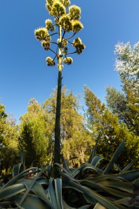 agave plant