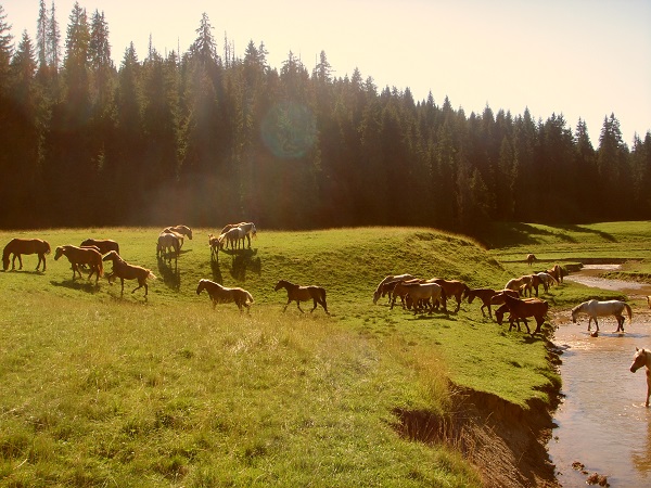 Wild horses in Apuseni Mountains of Romania. We went camping and recalling the view of of these horses running in a wide, green valley traced by a river ... still leaves me breathless. 