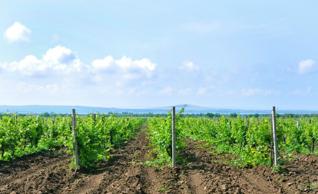 Southern Russia vineyard