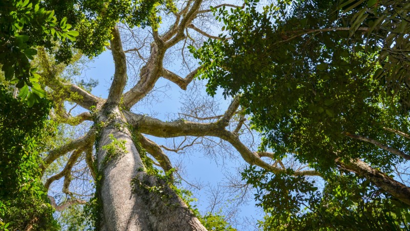 Tree in the Amazon