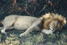 Lion resting after a kill