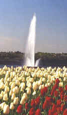 Fountain at Hull Casino