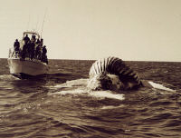 Daed whale