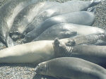 Basking Seals