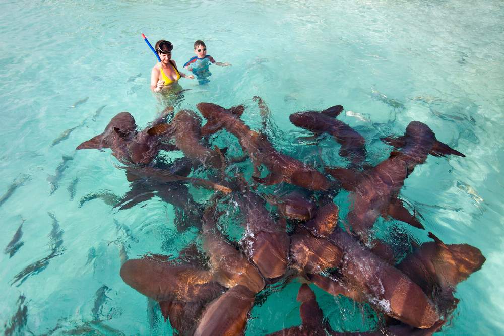 shark bahamas