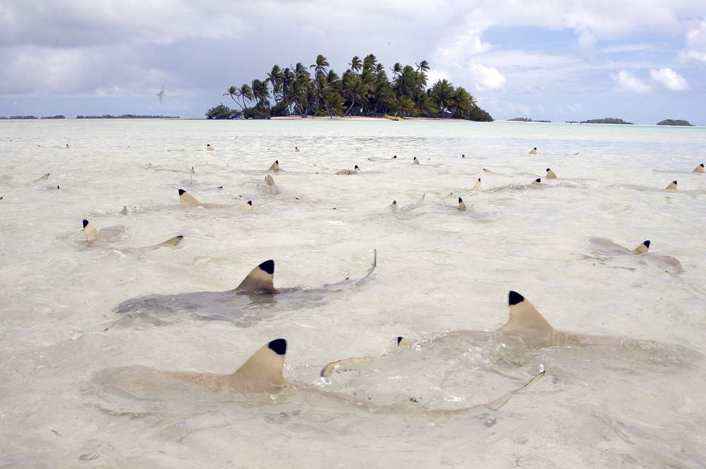 The world's most shark-filled waters