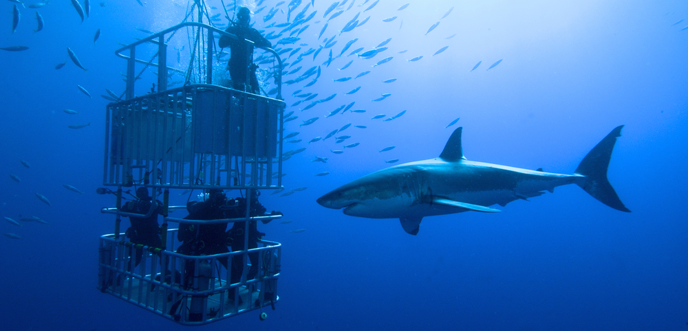 shark cage dive