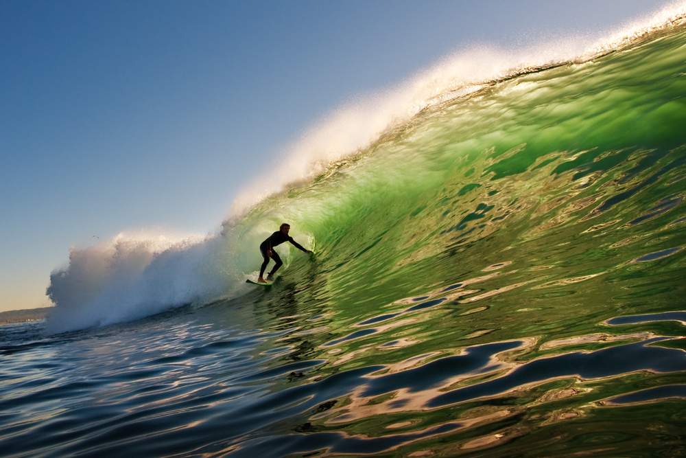 shark- surfer