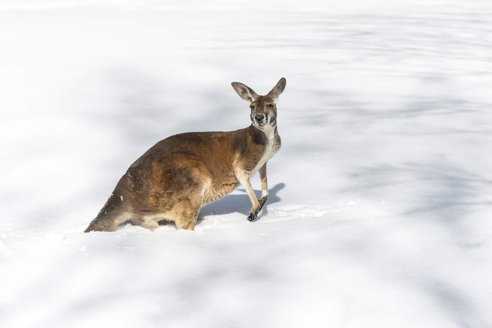 cold australia