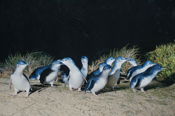 phillipislandpenguins