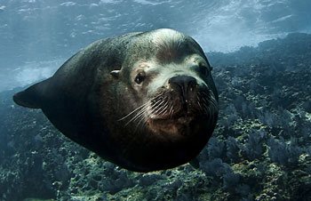 bajaseal