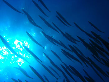 belizebarracudas