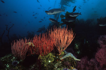 channelreef