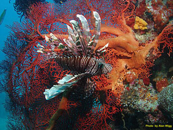 fiji-lionfish