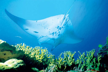 maldivesmantaray