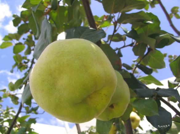 latin american fruits