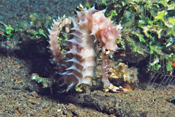philippinesthorny-seahorse-2