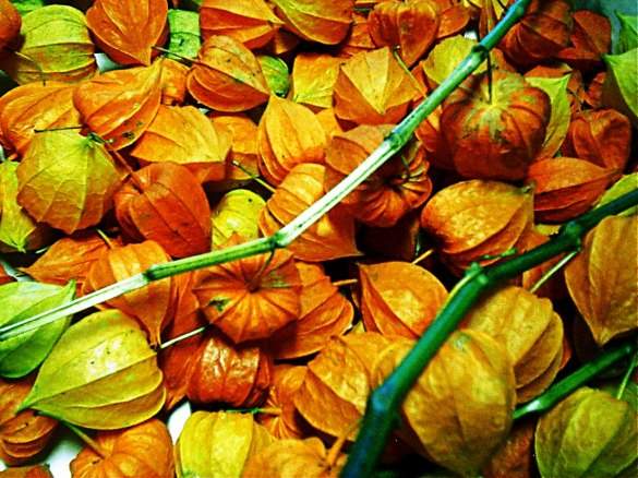 physalis