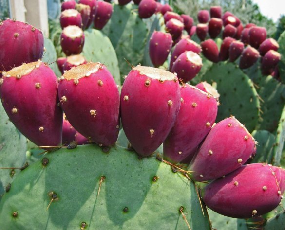 prickly-pear