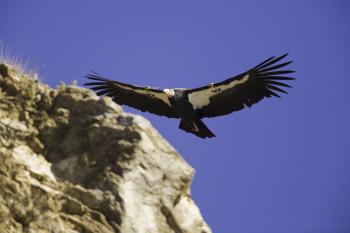 California Condor by Bob Stefko
