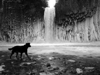 My dog Tai enjoying the falls