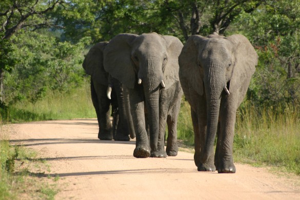 Elephants-585x390