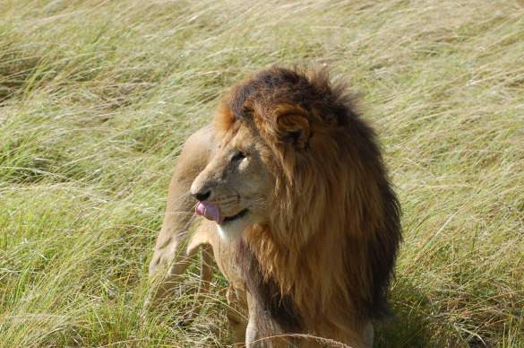 Getting up close and personal with a lion in Kenya's Masai Mara