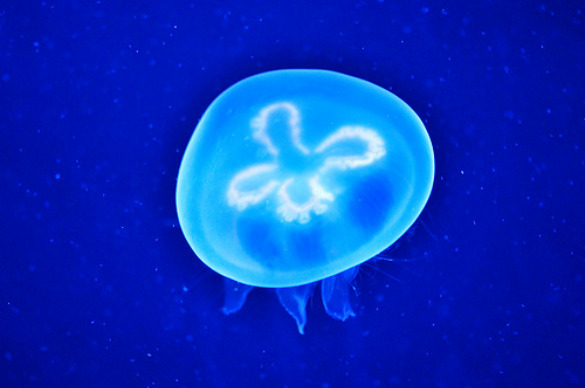 jellyfish