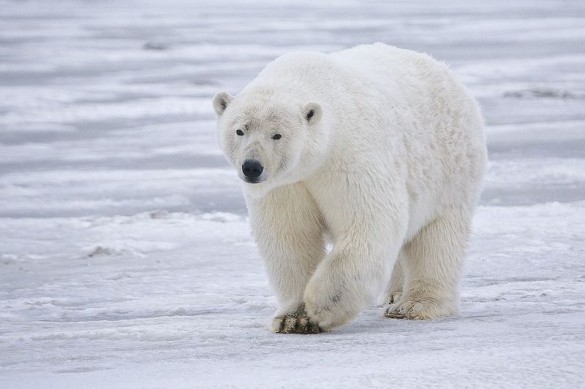 Polar Bear on the ice