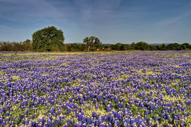 Texas