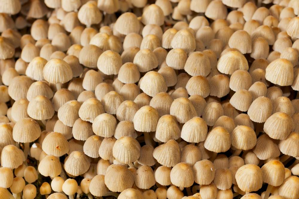 food-mushroom