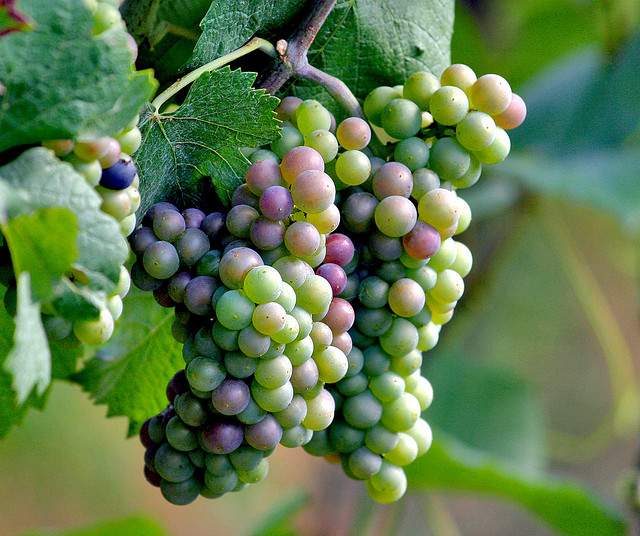 Grapes