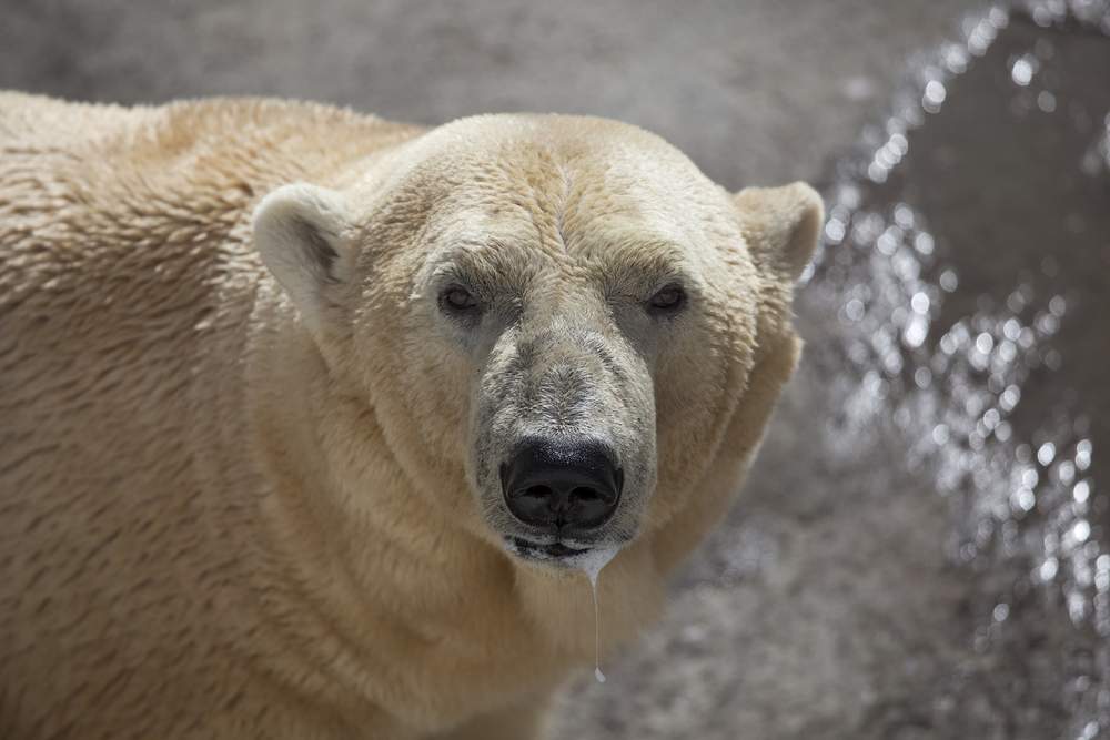 dangerous polar bear