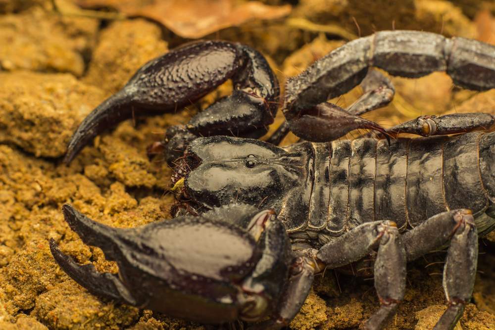 dangerous-scorpion