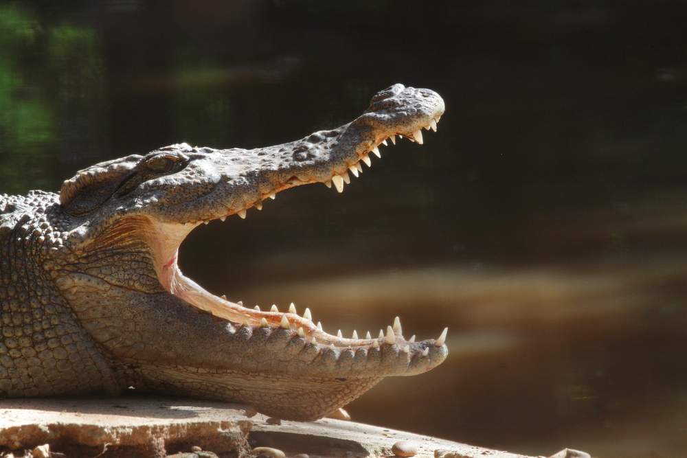 deadly-croc