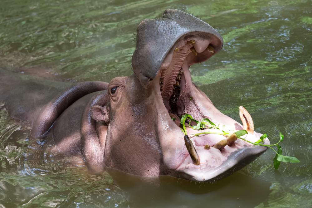 deadly-hippo