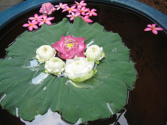 Lotus buds hold special signifigance in Buddhism