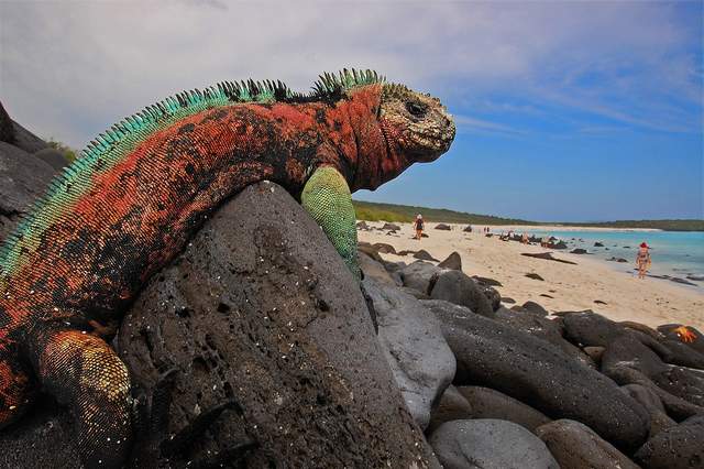 2 - Galapagos