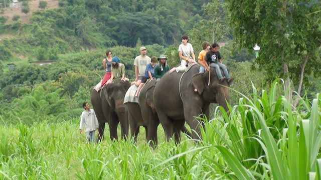 Elephant riding