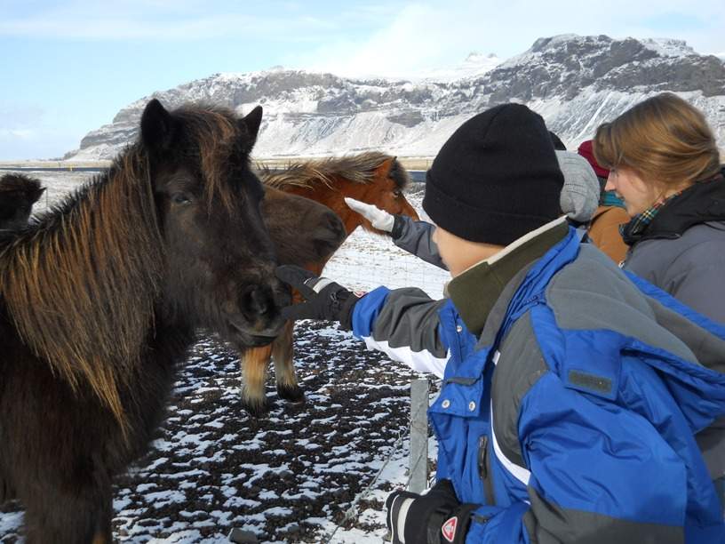Petting Icelandic Horses on the South Shore Excursion - final