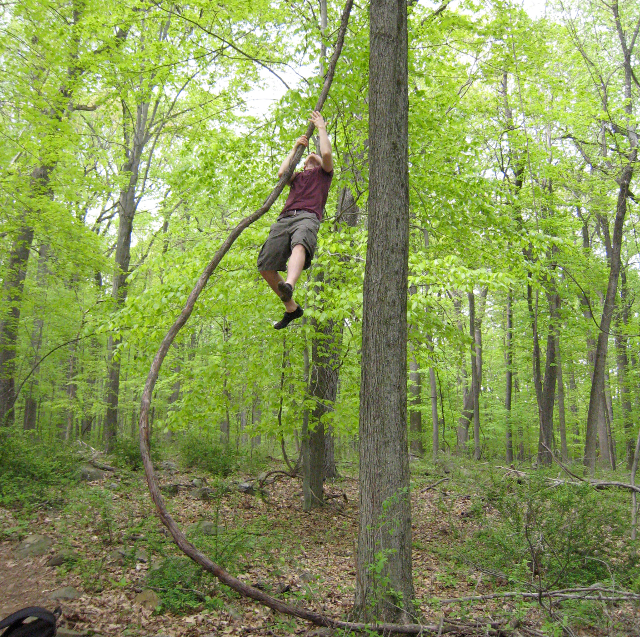 Climbing a tree