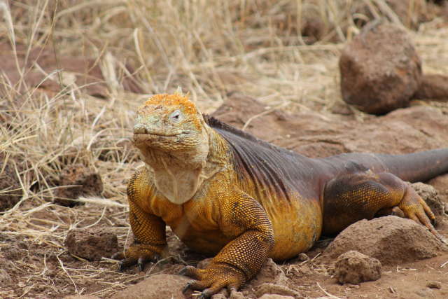 Golden Land Iguana - Galápagos