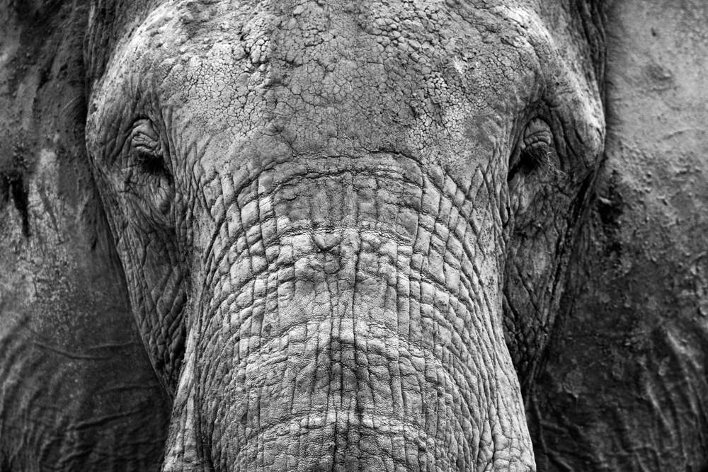photo safari elephant