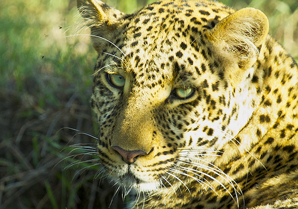 photo safari leopard