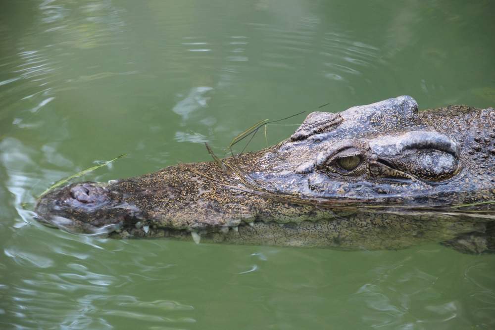 australia-croc