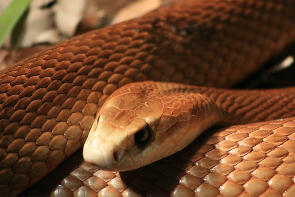 australia snake