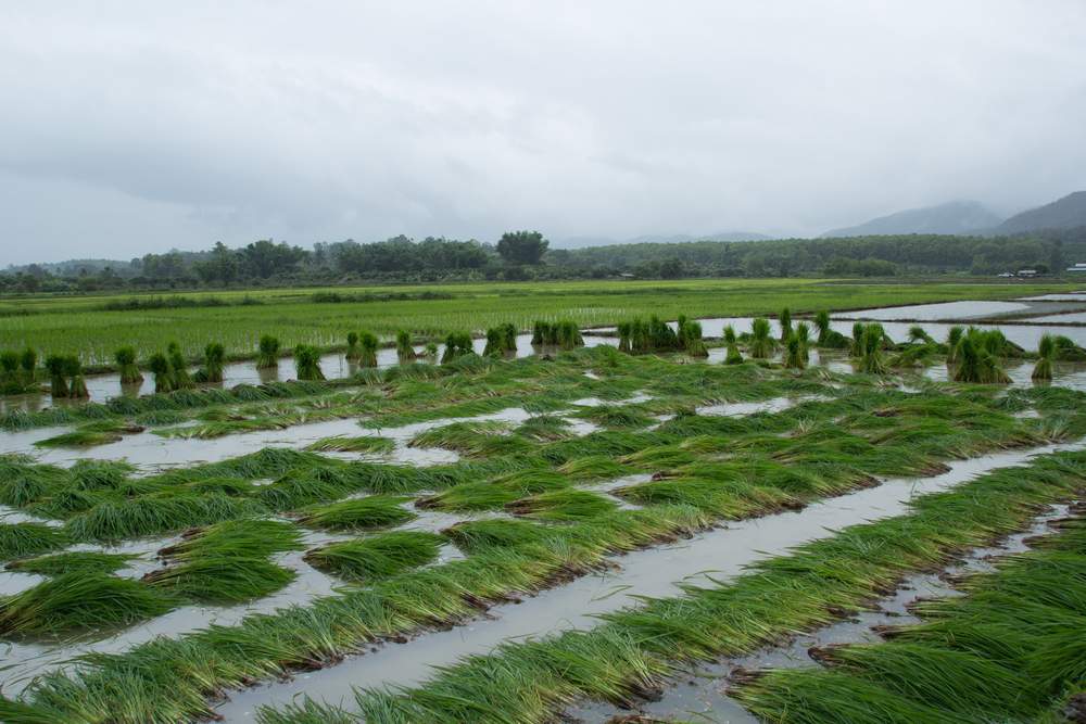 thai rice paddies
